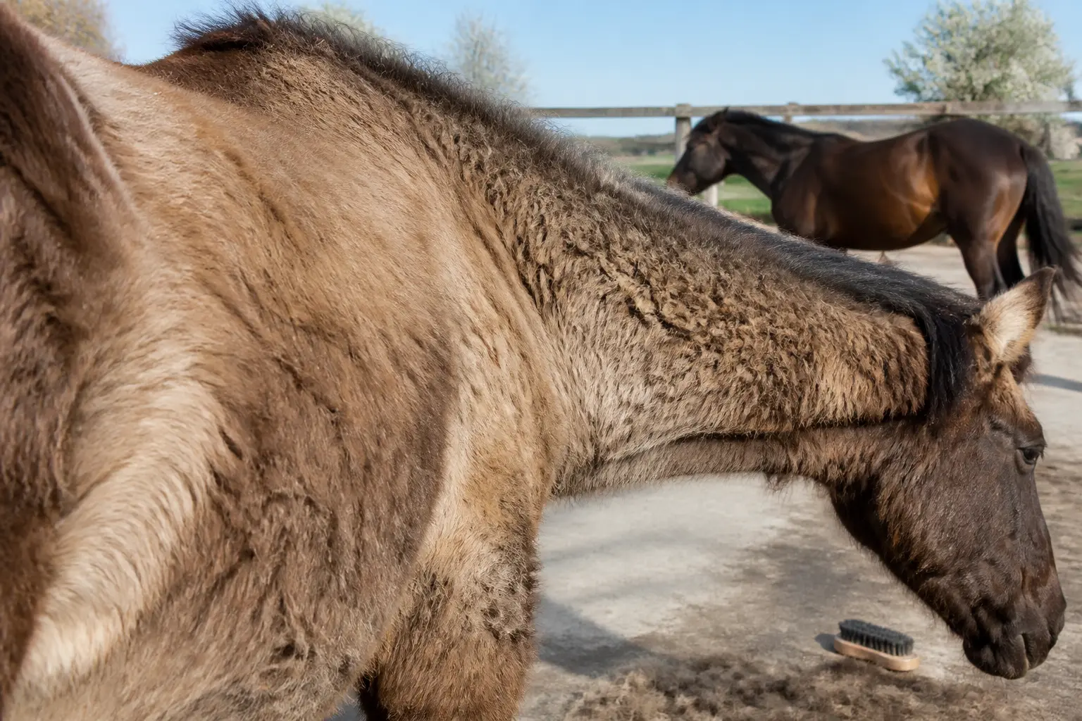 Symptômes du cushing cheval : comment reconnaître les signes qui comptent vraiment