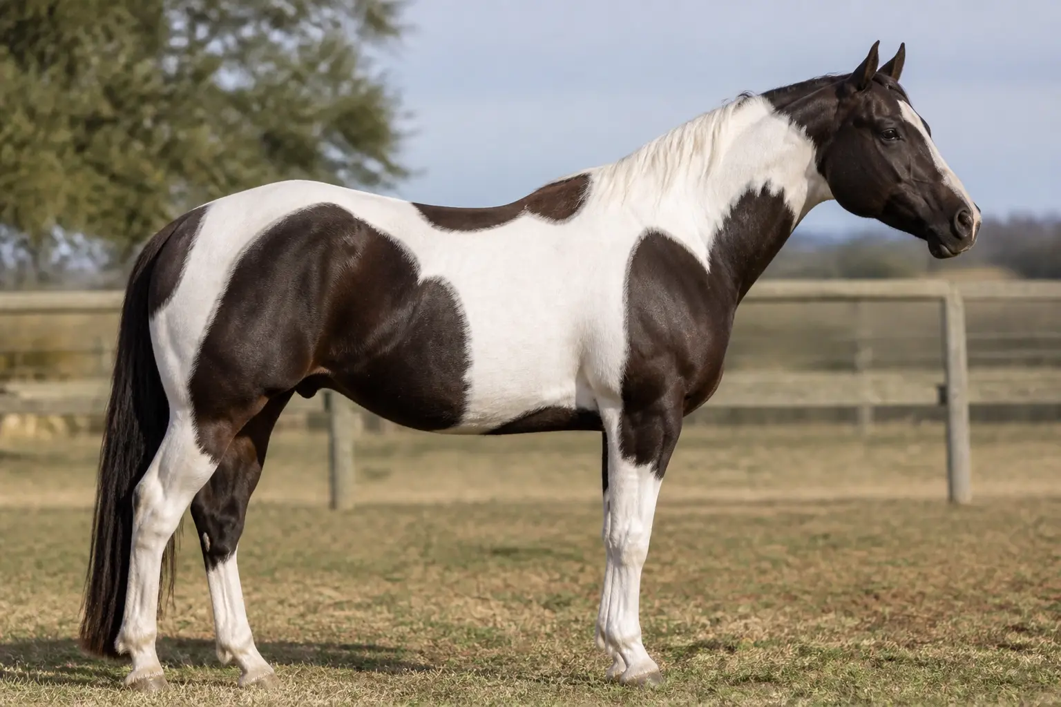 Paint Horse : l’essentiel sur cette race américaine
