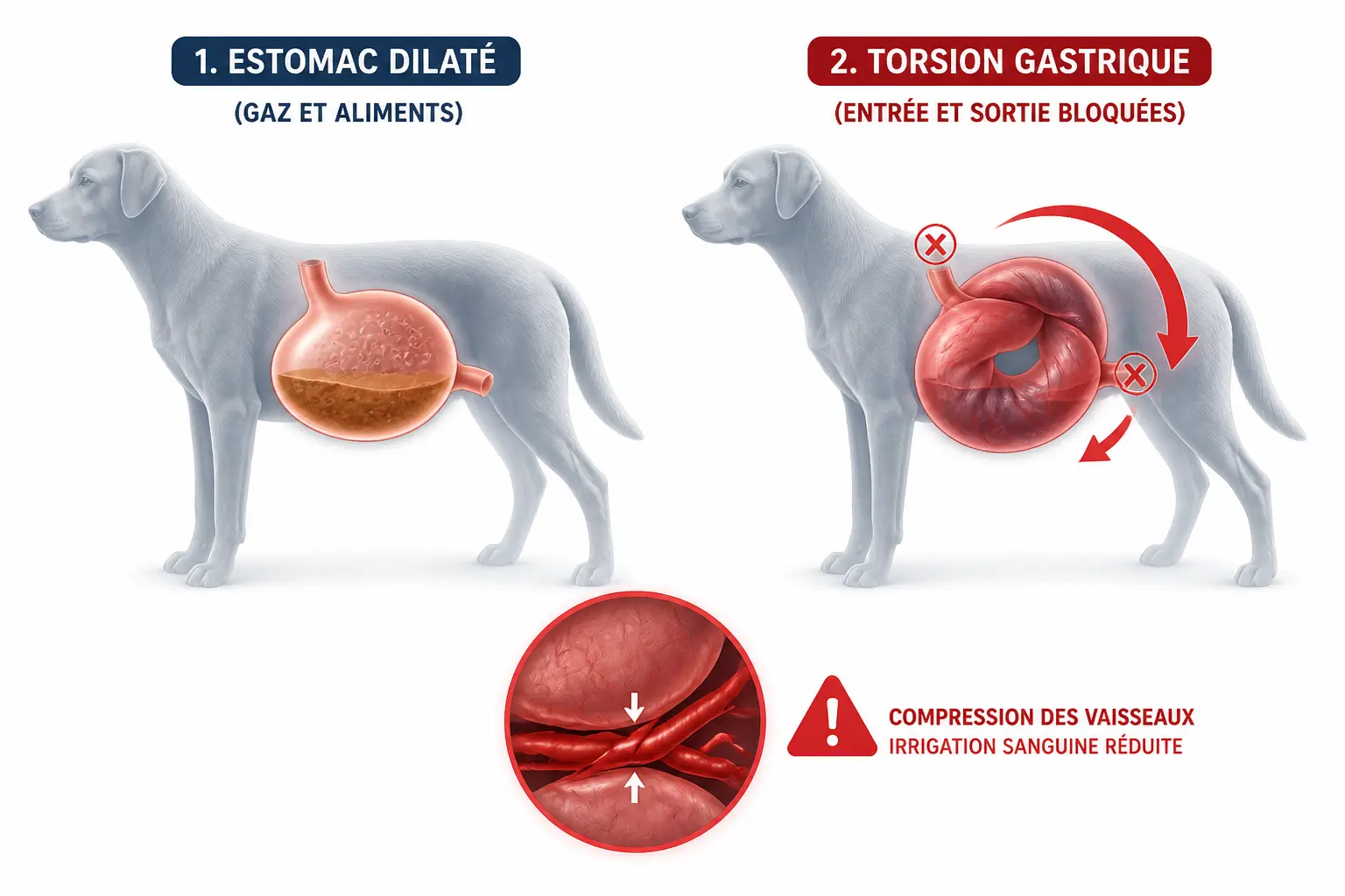 Retournement d’estomac chez le chien : comprendre le syndrome dilatation-torsion