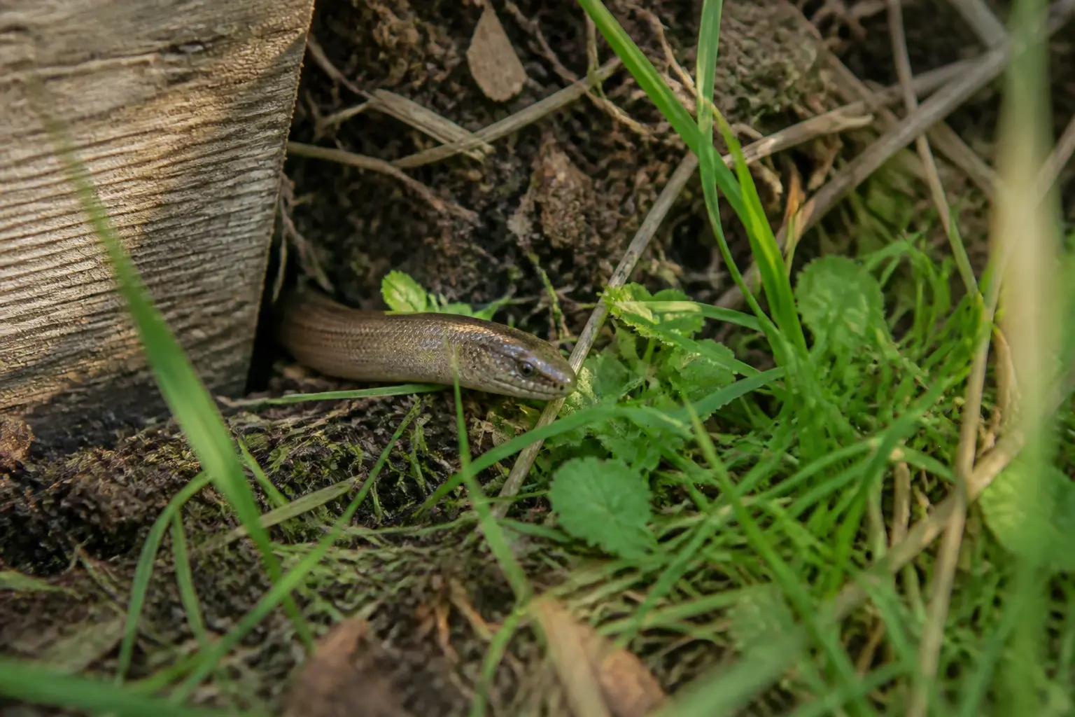 Orvet morsure : orvet dans un jardin, partiellement caché dans l’herbe près d’un compost et d’une planche en bois