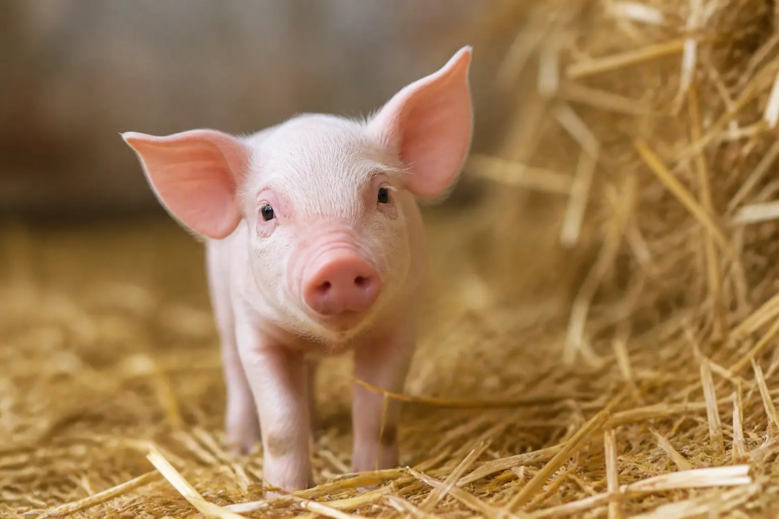 Comment s’appelle le bébé cochon ?