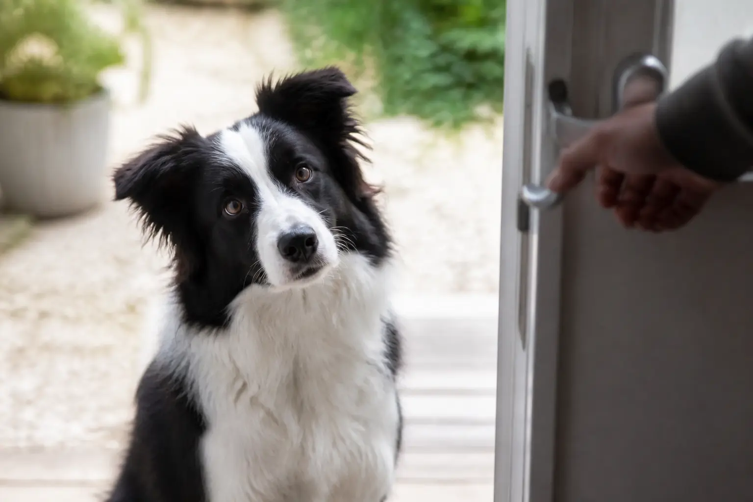 Border collie chiot : à quoi s’attendre pendant les premiers mois ?
