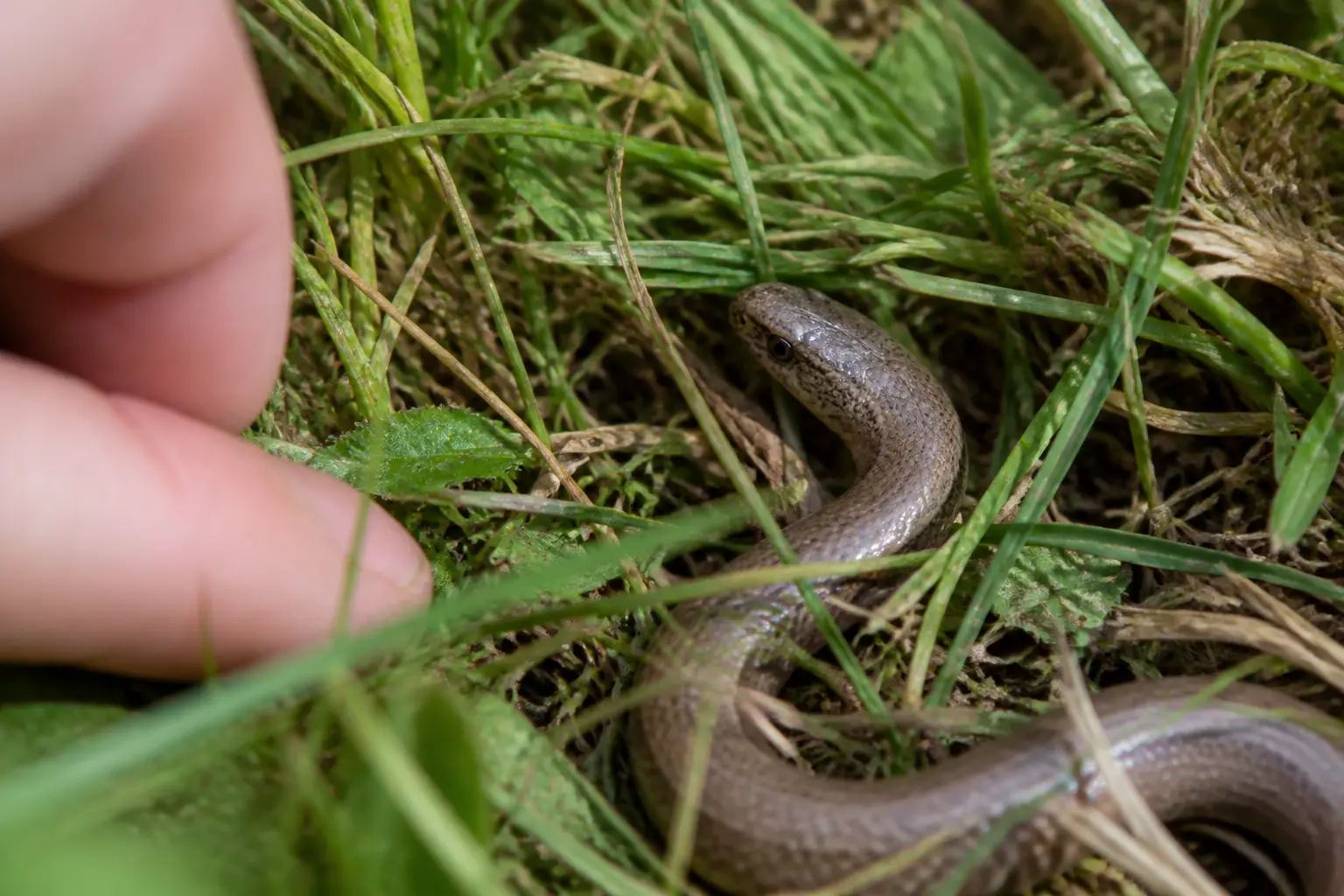 Orvet morsure : un orvet caché dans l’herbe se replie tandis qu’une main s’approche trop près.