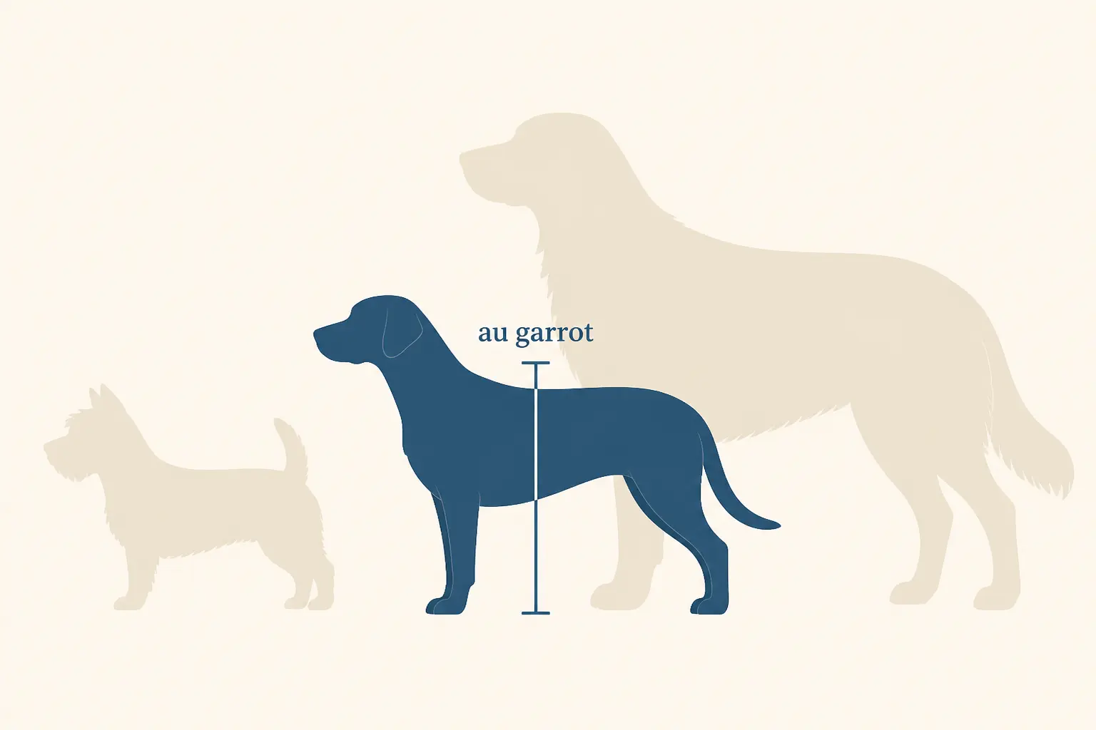 Qu’est-ce qu’une race de chien moyen ? Repères de taille, poids et gabarit