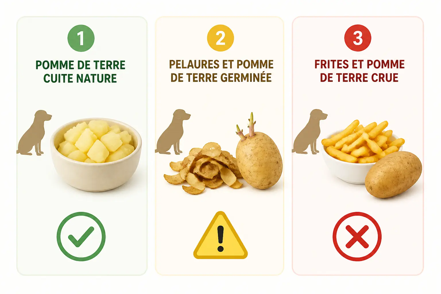 Pomme de terre chien : comparaison visuelle des formes sûres, à éviter et dangereuses pour le chien