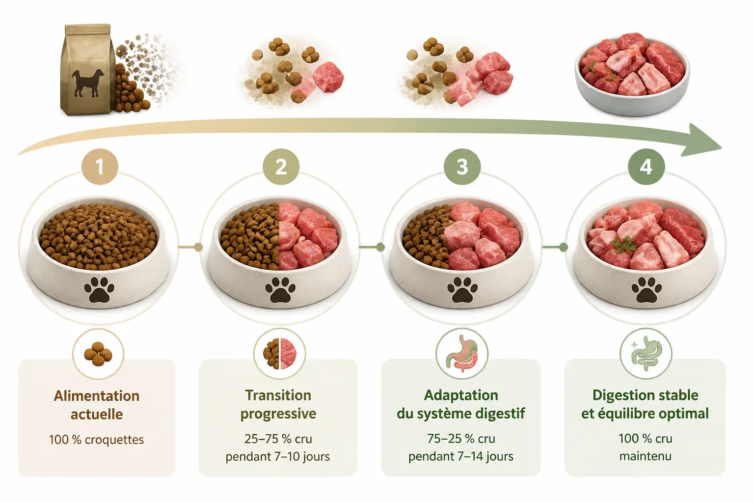 Schéma barf chien : passage progressif des croquettes à la ration crue avec adaptation digestive.