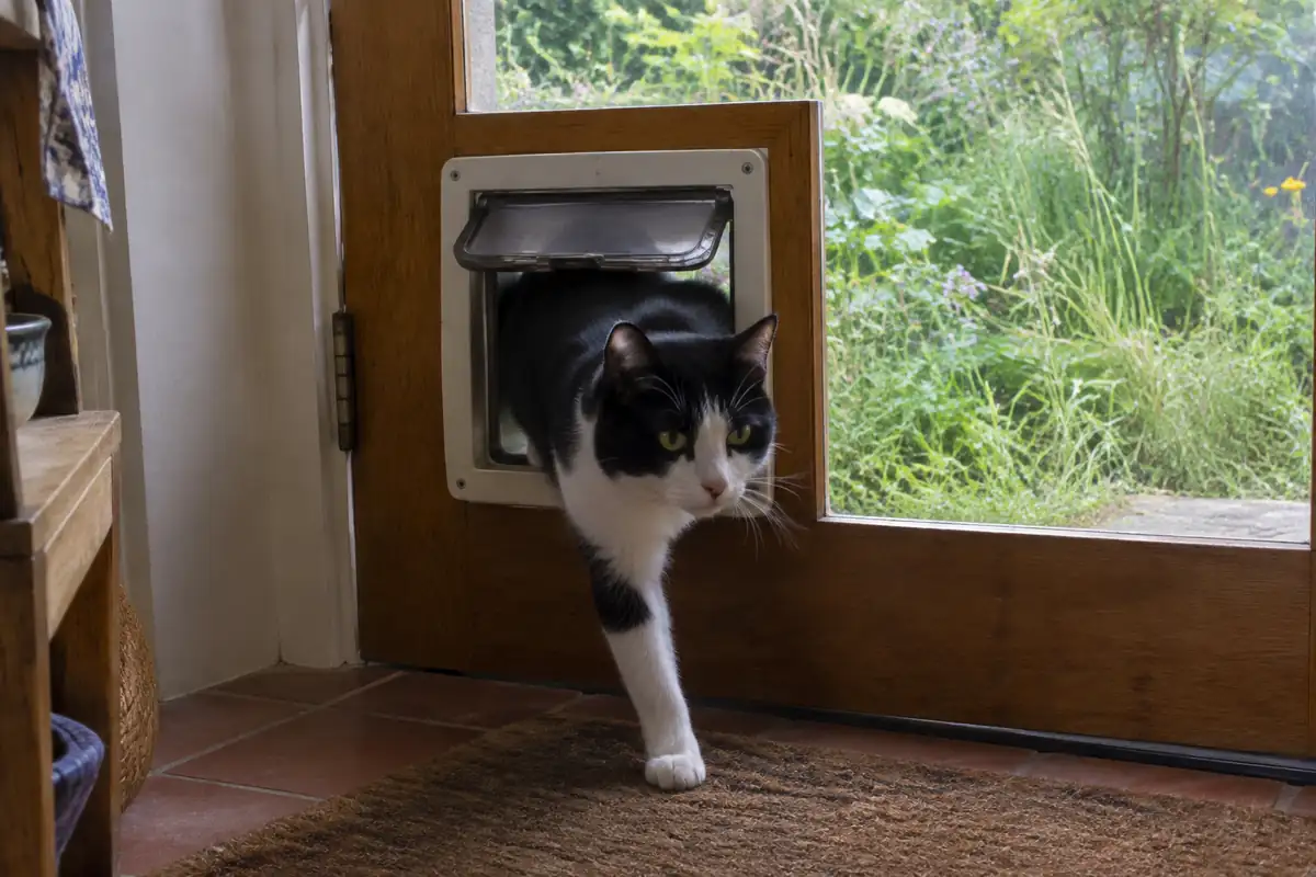 Un chat noir et blanc rentre par la chatière, un jardin aux herbes hautes derrière la porte