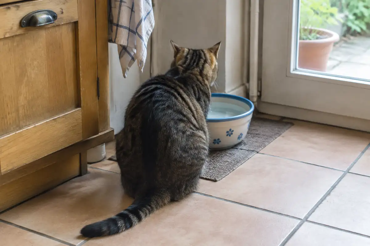 Chat vu de dos devant une gamelle d'eau dans une cuisine
