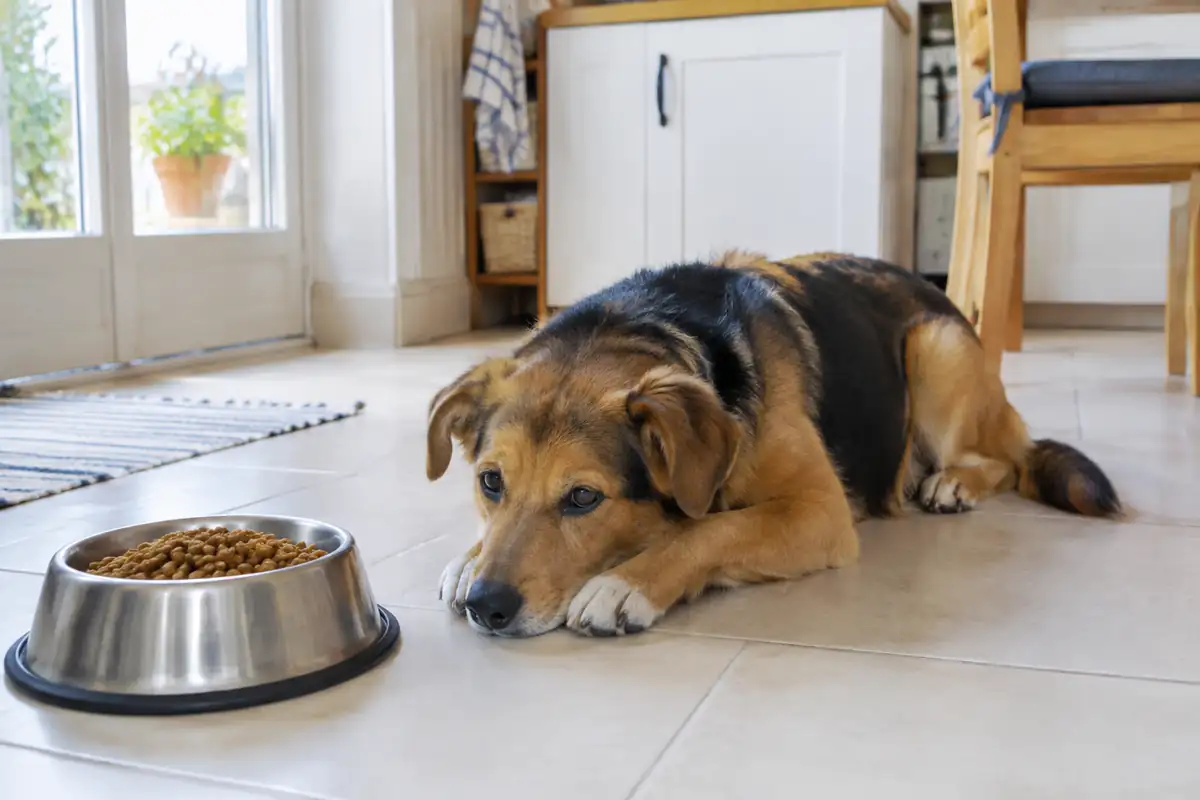Mon chien ne mange plus : ce qu'on observe d'abord, ce que ça peut être, et le seuil des 24 heures