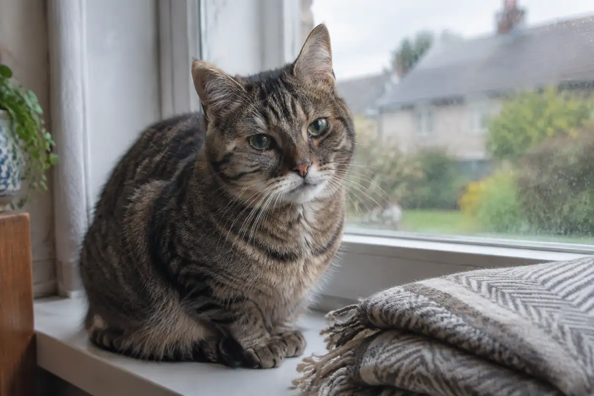 Coryza du chat : pas de transmission à l'homme pour les virus, deux bactéries à connaître